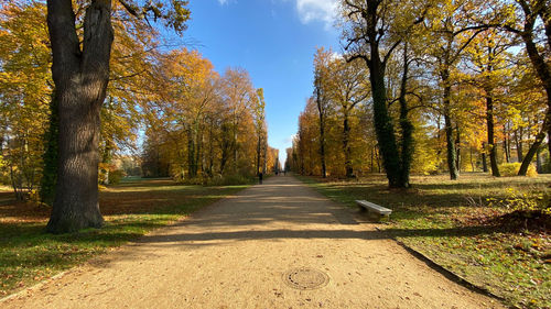 Road amidst trees in park during autumn