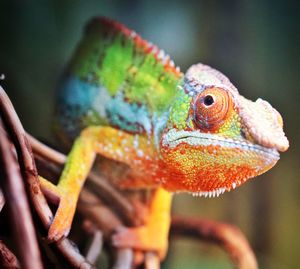 Close-up of colorful chameleon