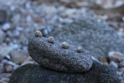 High angle view of snail shells on rock