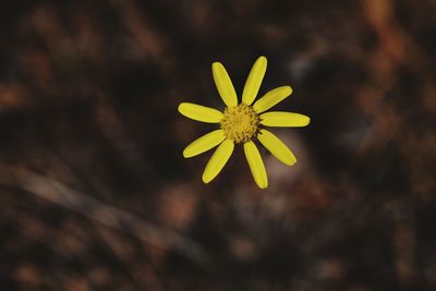 Close-up of yellow flower blooming outdoors