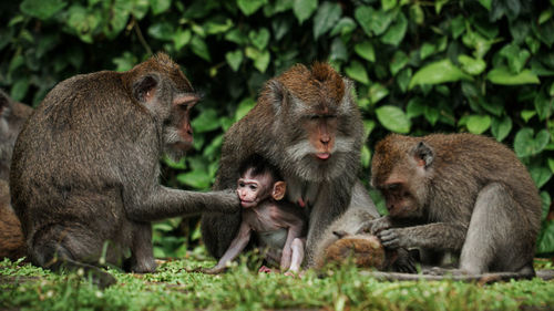 Group of monkey with baby monkey in the middle of a forest