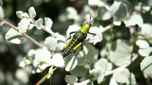 Close-up of insect on flower