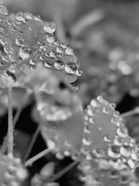 Close-up of water drops on leaf