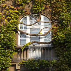 Built structure against trees