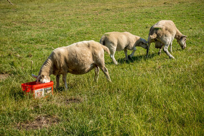 Sheep in a field