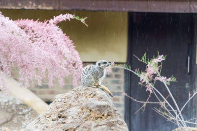 View of bird perching on plant