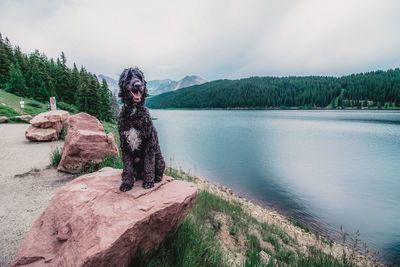 Dog on rock with lake background 