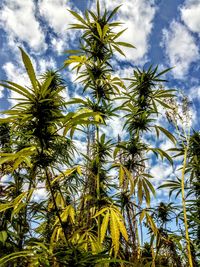 Low angle view of palm trees against sky