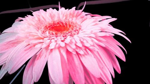 Macro shot of pink flower head