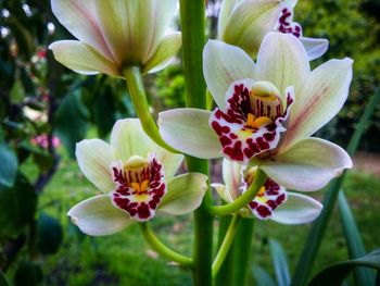 Close-up of flower