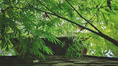 Low angle view of bamboo trees in forest