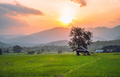 Scenic view of agricultural field against sky during sunset