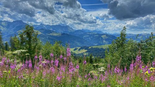 Purple flowering plants on land against sky