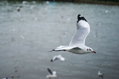 Seagull flying over lake