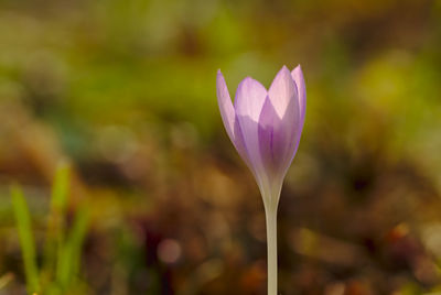 Close-up of pink water lily