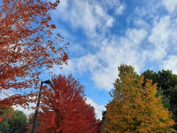 Low angle view of trees against sky during autumn