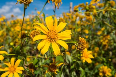 Close-up of yellow flowering plant