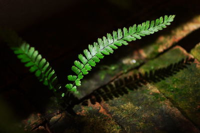 Close-up of fern