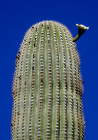 Close-up of succulent plant