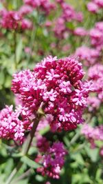 Close-up of pink flowering plant