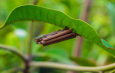 Close-up of cocoon nest