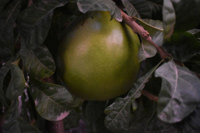 Close-up of apple on tree