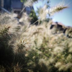 Close-up of dandelion growing on field against sky