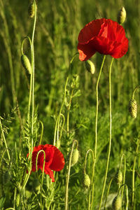 Close-up of red poppy flowers on field