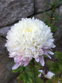 Close-up of flowers blooming outdoors