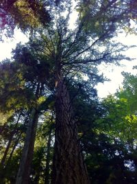 Low angle view of trees