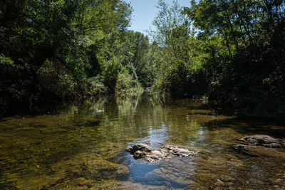 Scenic view of waterfall in forest