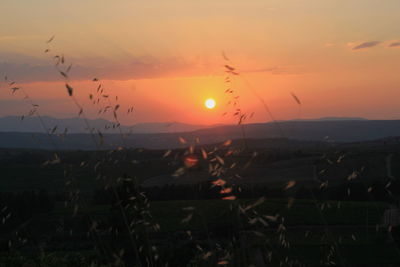 Silhouette plants on field against sky during sunset