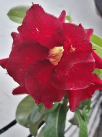 Close-up of wet red rose