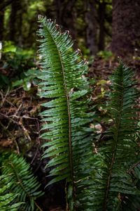 Close-up of fern leaves