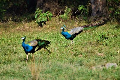 Side view of two birds on field