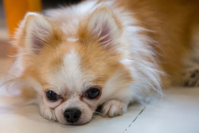 Close-up portrait of a dog