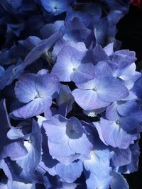 High angle view of purple hydrangea plants