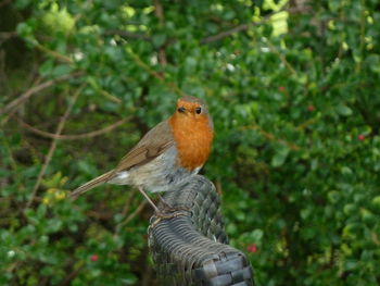 Close-up of bird perching outdoors