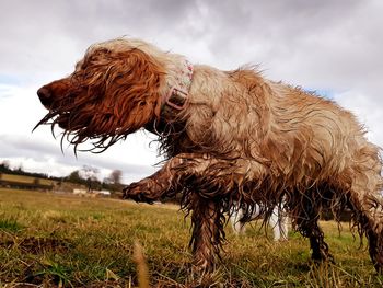 Close-up of dog on field against sky