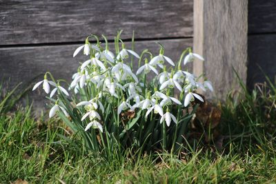 Close-up of flowers blooming outdoors