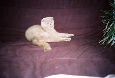 High angle view of cat resting on sofa at home