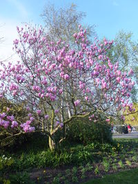 Pink flowers growing on tree