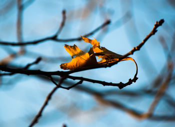 Close-up of dried leaves on branch