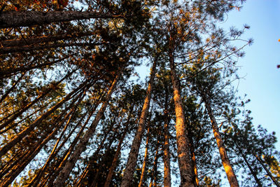 Low angle view of trees against sky