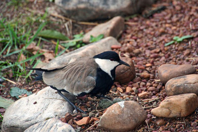 Close-up of bird on rock