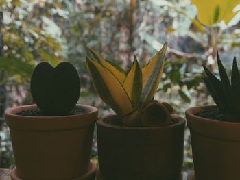 Close-up of potted plant