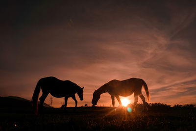 Silhouette horse on field against sky during sunset