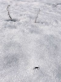 High angle view of bird on snow land