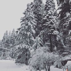 Snow covered pine trees in forest against sky