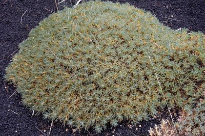 Close-up high angle view of plants